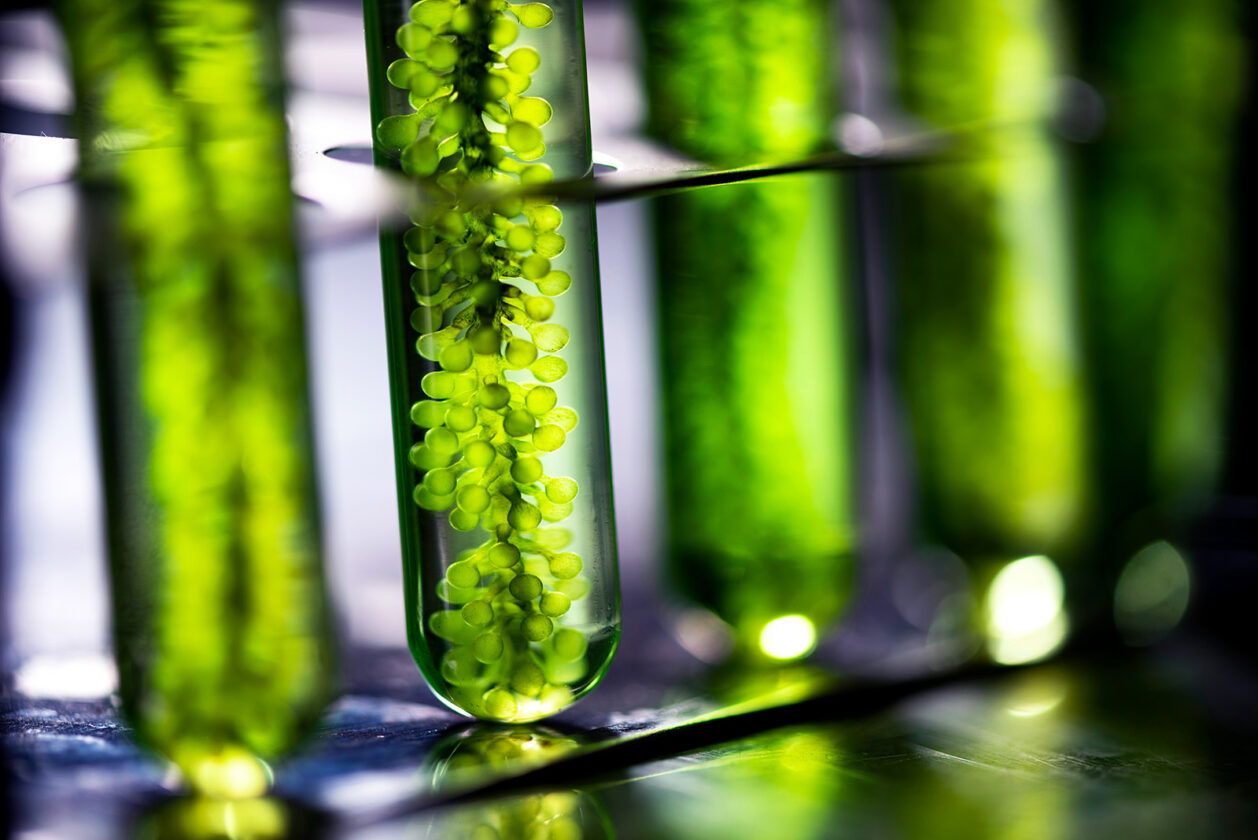 The Rise of Algae-Based Biodegradables Water Bottles - Nature365